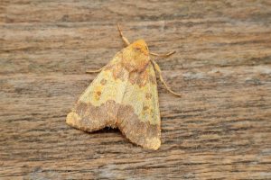 Barred Sallow - 5th October 2026 - Melbourne - Tony Davison