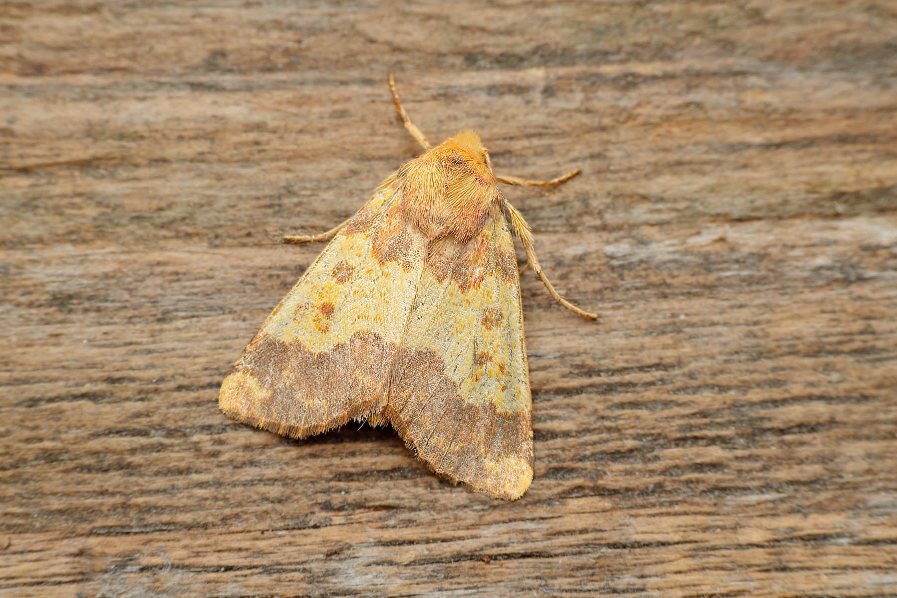 Barred Sallow - 5th October 2026 - Melbourne - Tony Davison
