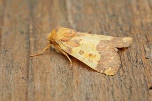 Barred Sallow - 5th October 2026 - Melbourne - Tony Davison