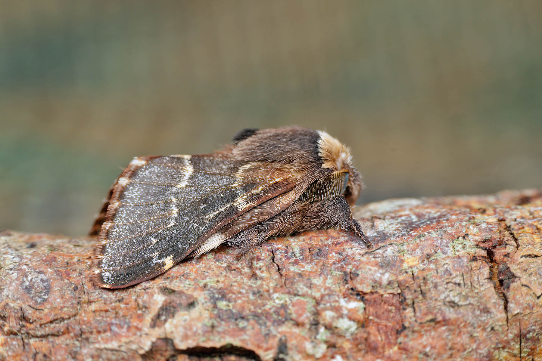 December Moth - 18th October 2026 - Melbourne - Tony Davison