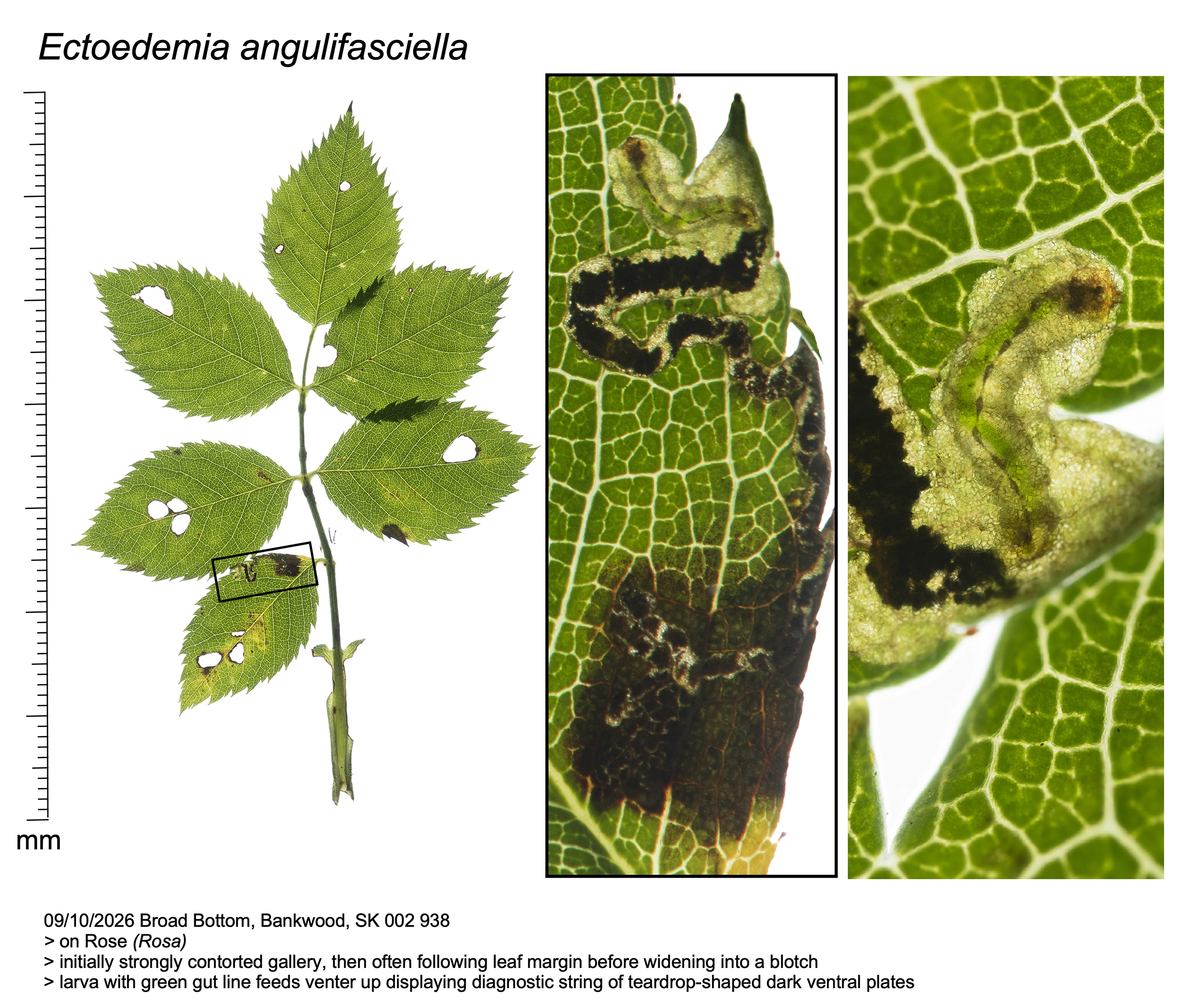 Angle-barred Rose Dot