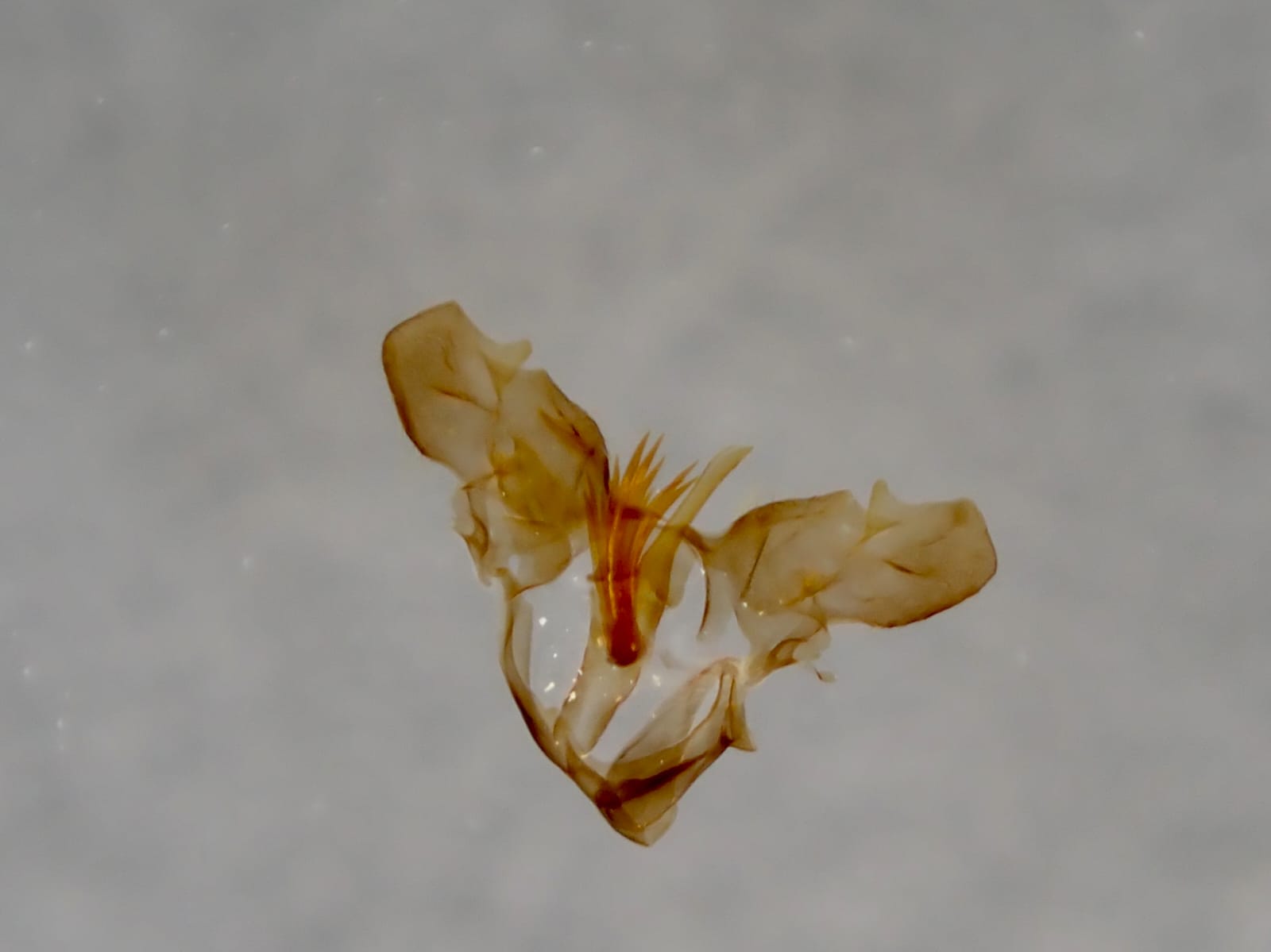 Falseuncaria ruficiliana - 29th April 2026 - Rose End Meadows - Clive Ashton - Gen Prep