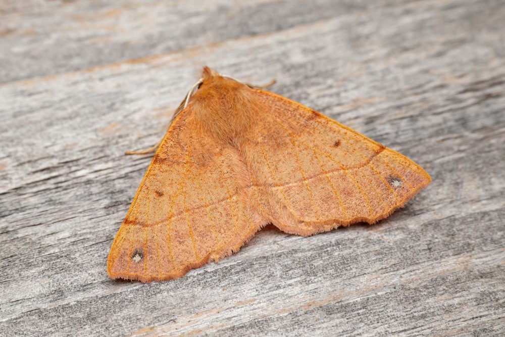Feathered Thorn - 1st October 2026 - Melbourne - Tony Davison