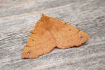 Moth Trap - 1st/2nd October 2026