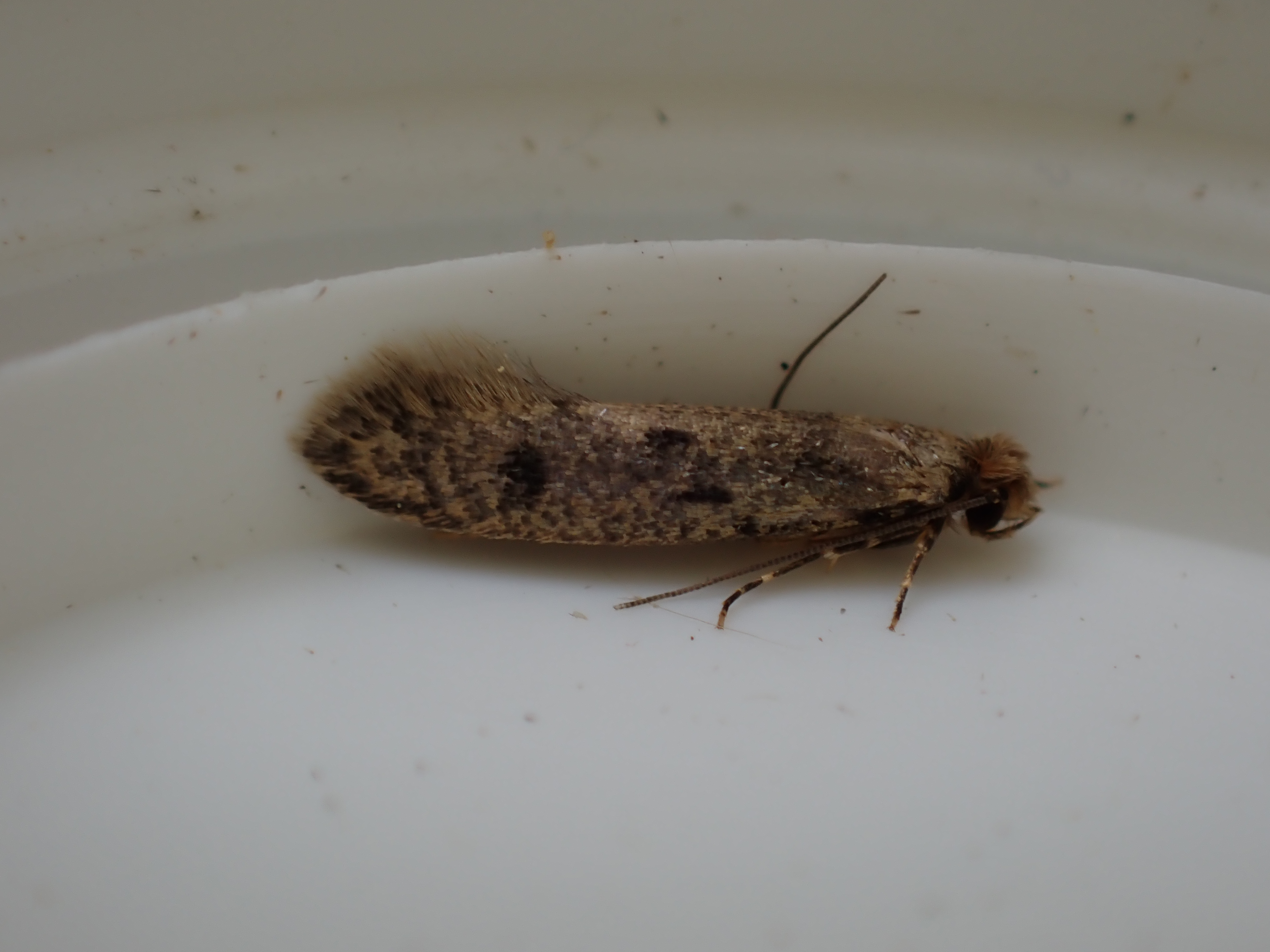 Brown-dotted Nest Moth