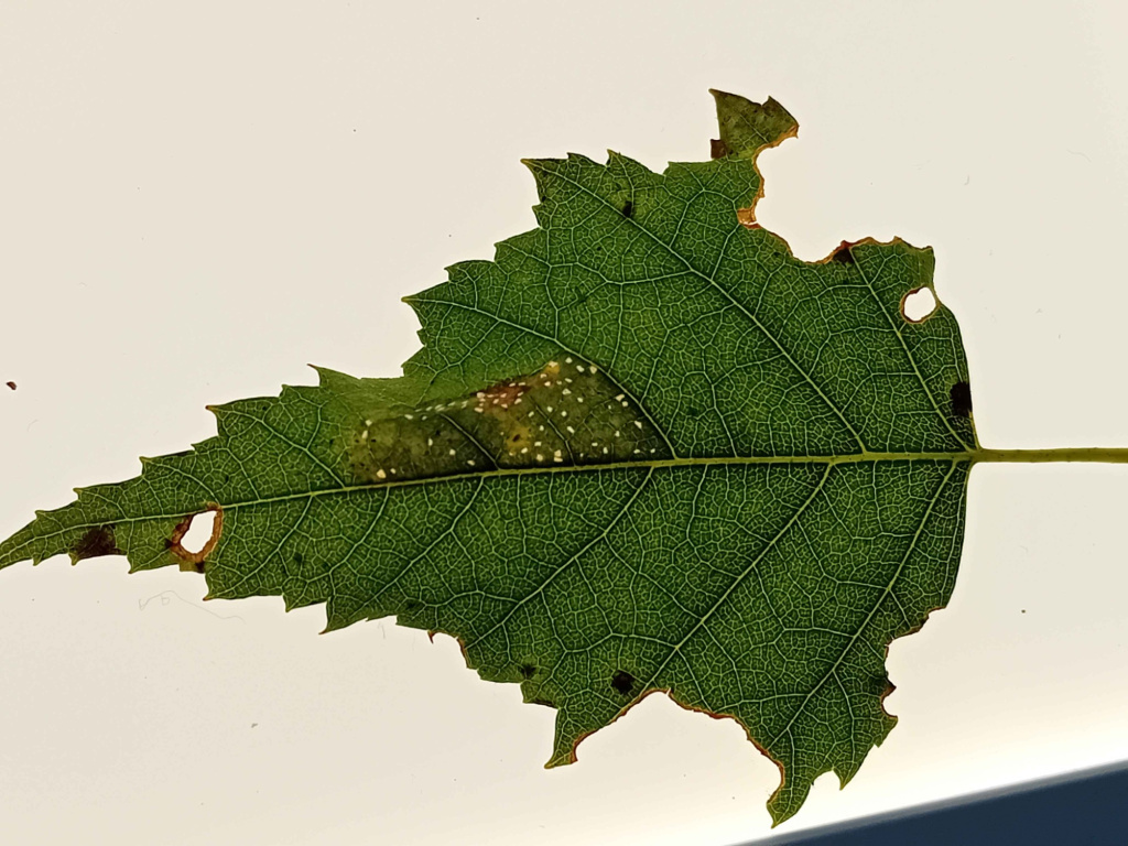 Large Birch Leaf-miner