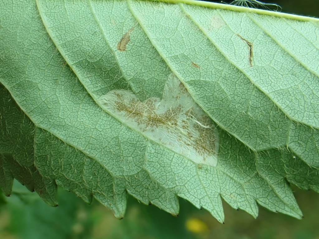 Phyllonorycter cerasicolella - On Cherry - 5th October 2026 - Sett Valley - Steve Orridge; Steve Hind