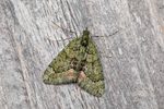 Moth Trap - 3rd/4th October 2026 - Melbourne