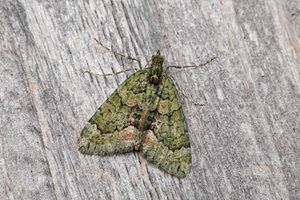 Red-gree Carpet - 3rd October 2026 - Melbourne - Tony Davison